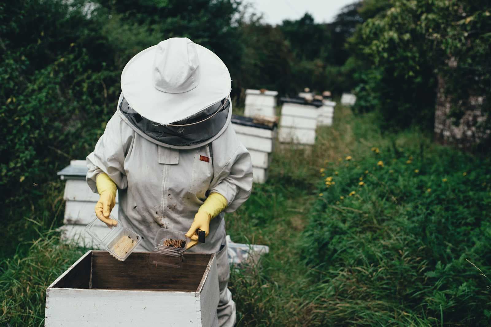 Beekeeping With Claude-Flow